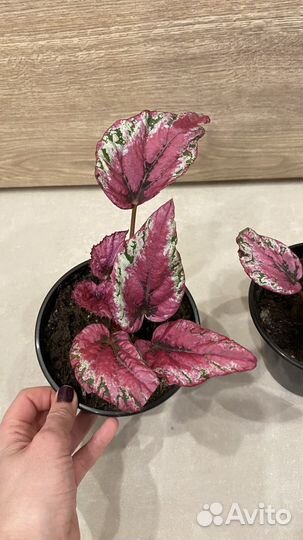 Бегония королевская рекс