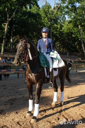 Ганноверский жеребец на случку