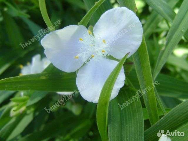 Стефанандра, Традесканция, Анемона японская