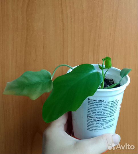 Эпипремнумы, филодендроны и др. ароидные