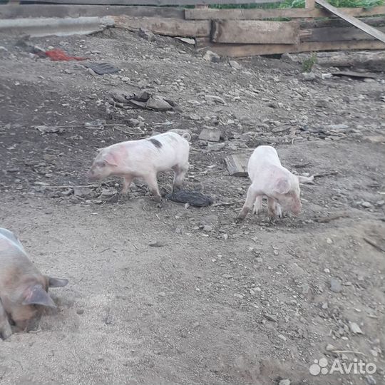 Ланграс-дюрок
