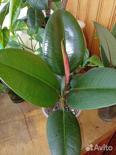 Фикус каучуконосный