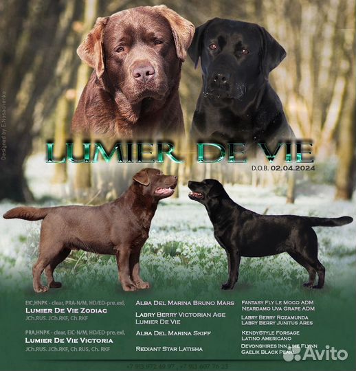 Щенки лабрадора
