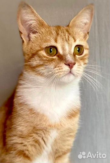 Кошка в дар