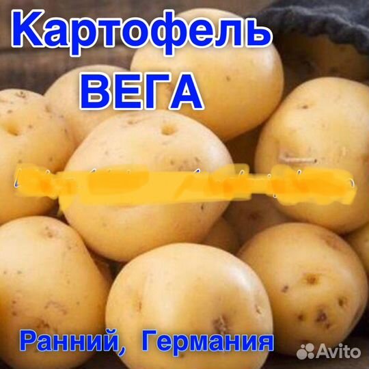 Семенной картофель