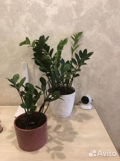 Комнатные цветы