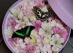 Букет с живыми бабочками