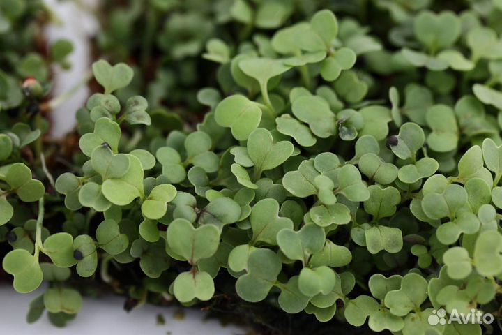 Семена весовые микрозелень