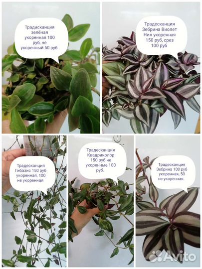 Традесканция и коллезия