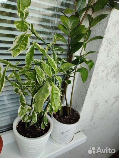 Педилантус