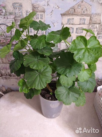 Пеларгония герань