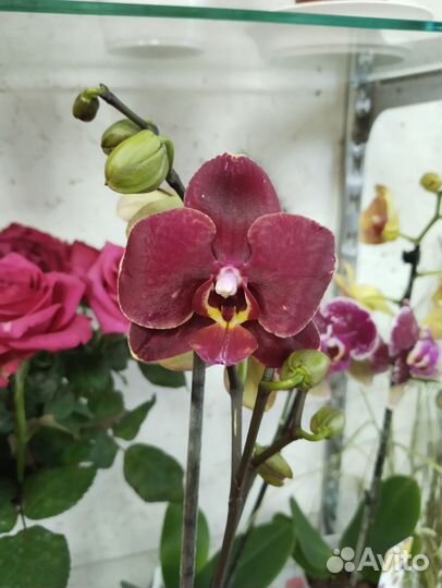 Орхидея фаленопсис цветущая