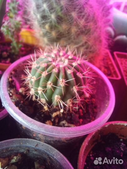 Кактус и стапелия на выбор