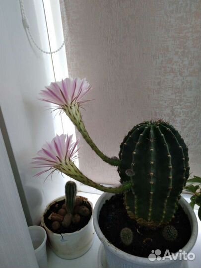 Кактус цветущий