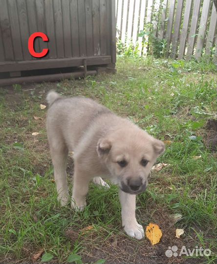 Среднеазиатская овчарка алабай щенки