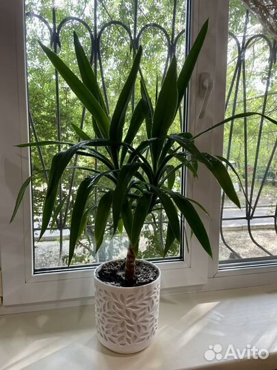 Пальма юкка