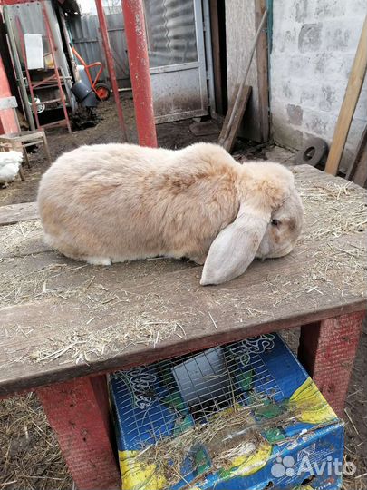 Французский баран