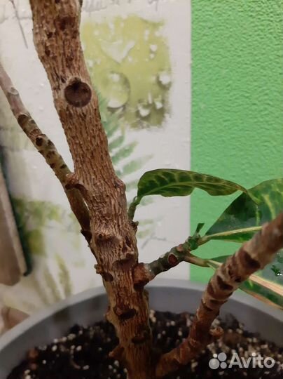 Обмен кротона на Ваше растение