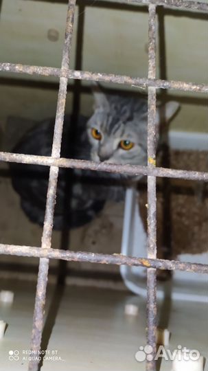 Кот