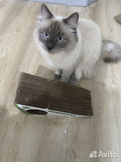 Когтеточка для котят, грызунов