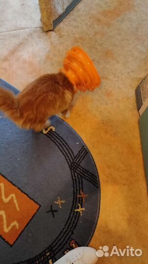 Игрушки для котят