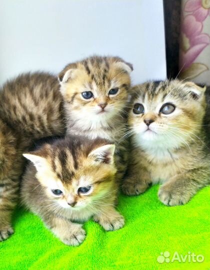 Золотая шиншилла