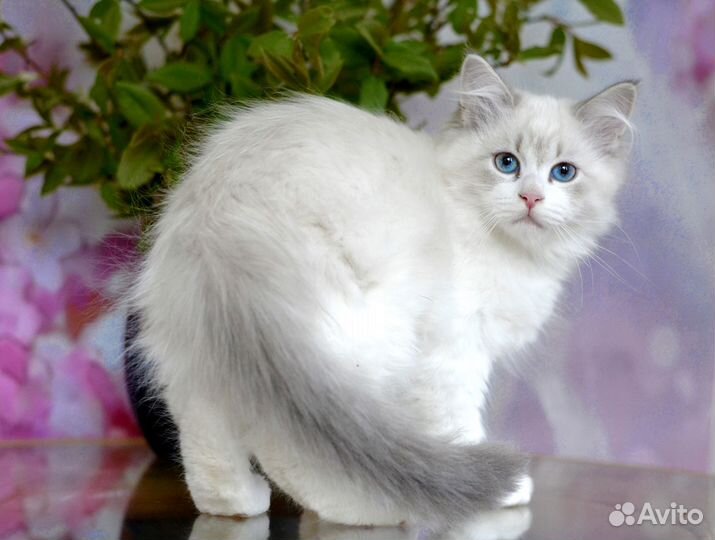 Котёнок из питомника