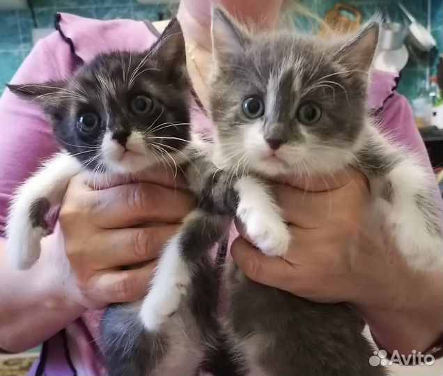 Британские котята