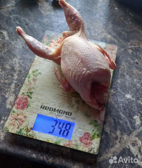 Инкубационное яйцо Техасского перепела