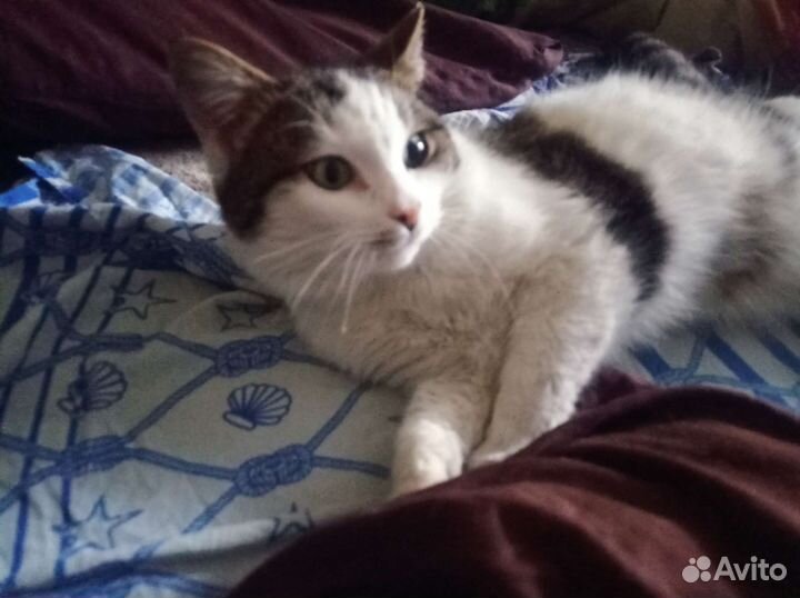 Котик ищет дом