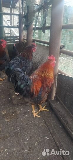 Петухи