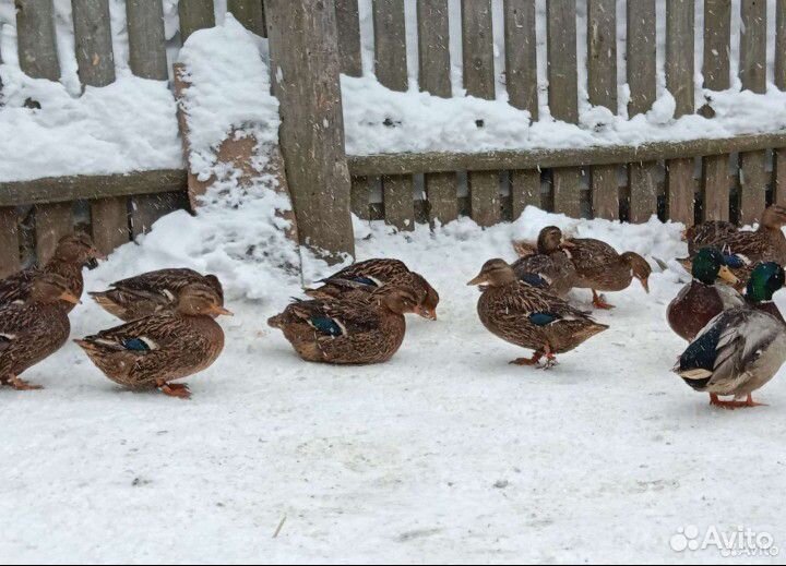 Утки подсадные