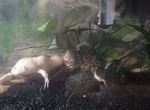 Шпорцевые лягушки с аквариумом и фильтром
