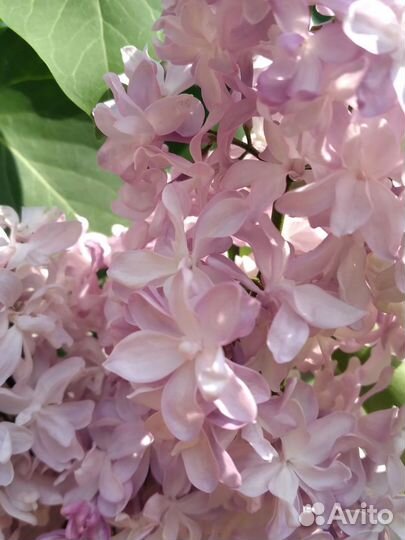 Сирень сортовая