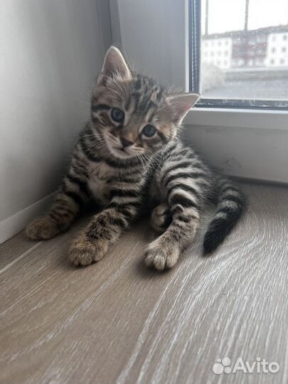 Бенгальские котята