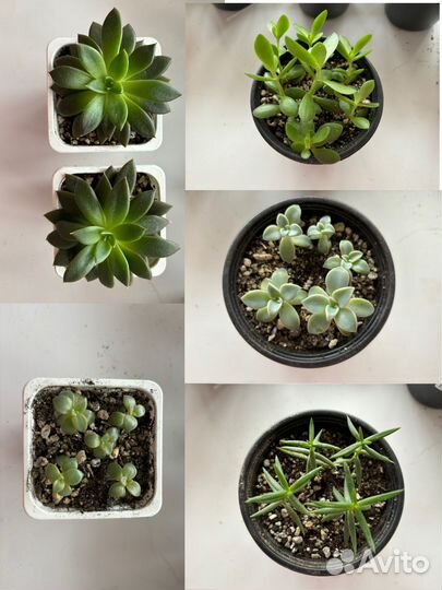 Суккуленты