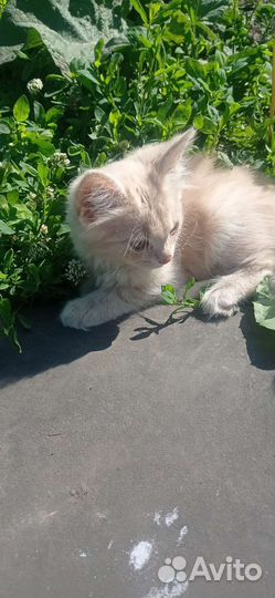 Отдам бесплатно