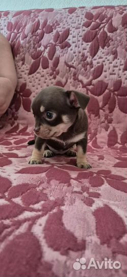Щенки чихуахуа девочки