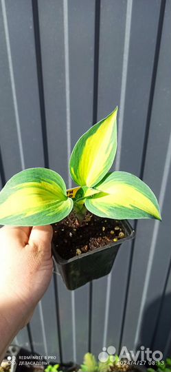 Хосты, гортензии и много другого