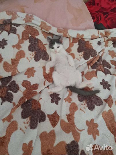 Отдам бесплатнокотят
