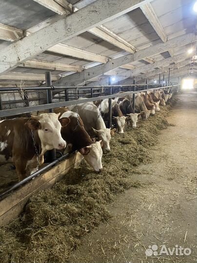 Быки на племя. Австрийский симменталь