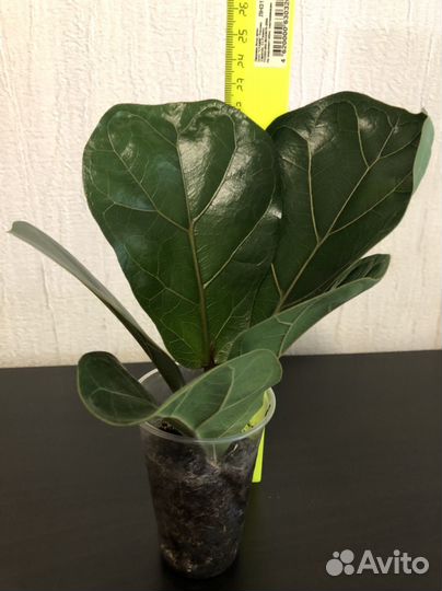 Фикус лирата бамбино