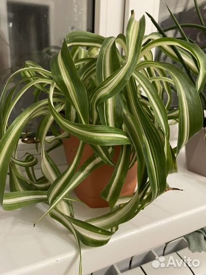 Хлорофитум кудрявый