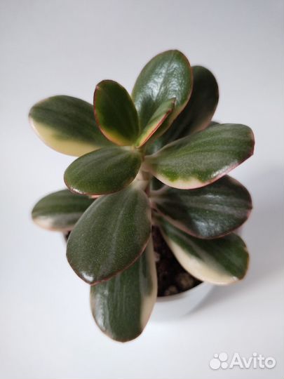Crassula 