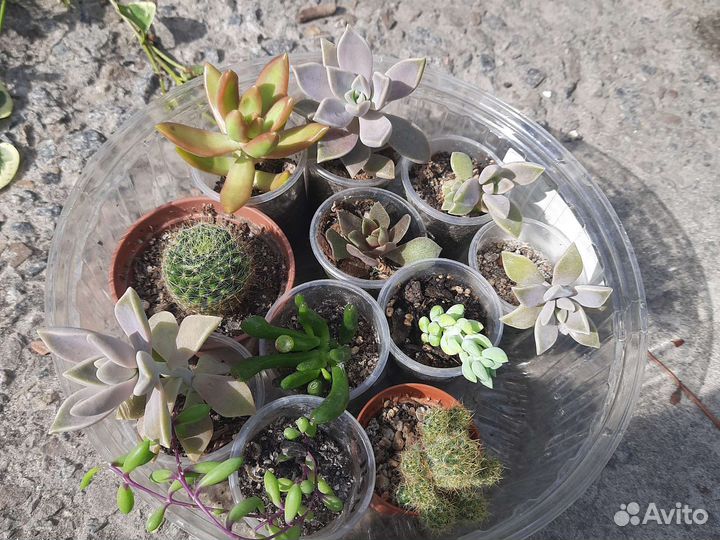 Кактусы и суккуленты