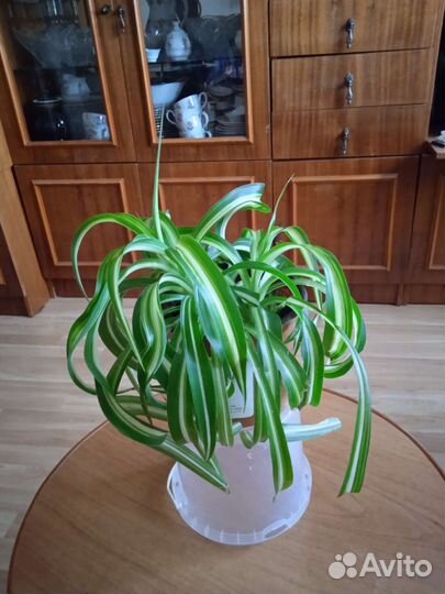 Хлорофитум кудрявый