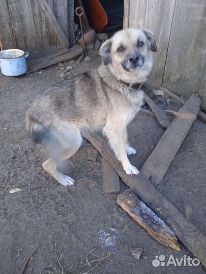 Собака в добрые руки отдам бесплатно