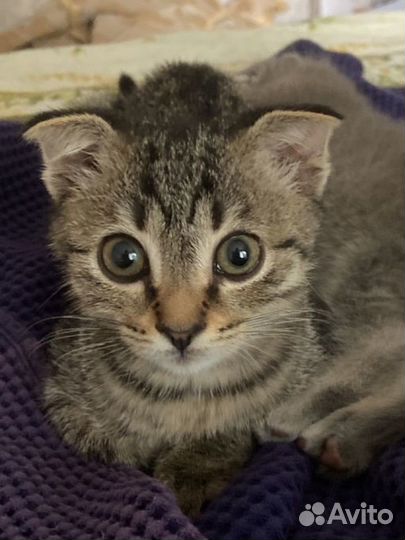Котенок мальчик в добрые руки