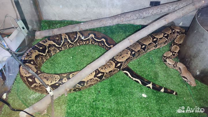 Императорский удав