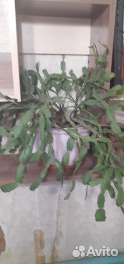 Комнатные растения и цветы